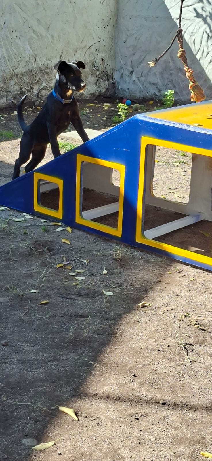 A confident puppy on the agility ramp at Pawfect