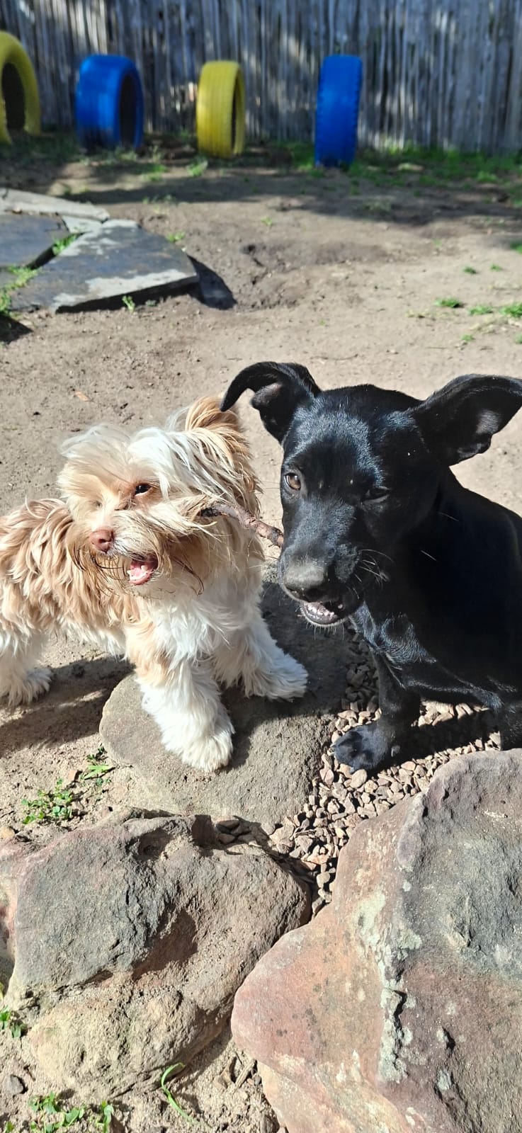 Two puppies sitting together outside at Pawfect Puppy Preschool in Somerset West