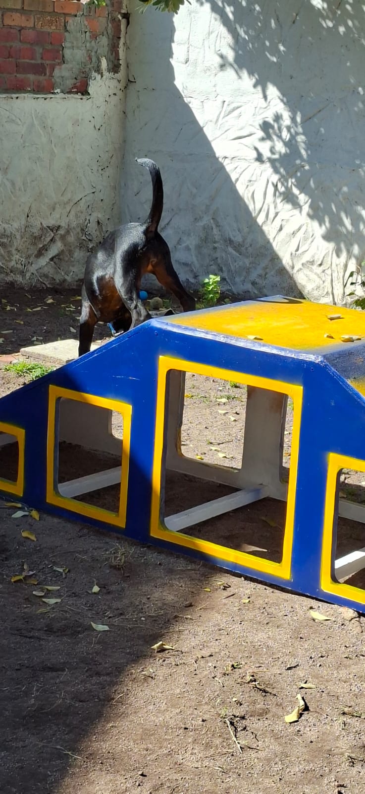 A puppy exploring around the agility equipment with a ball nearby