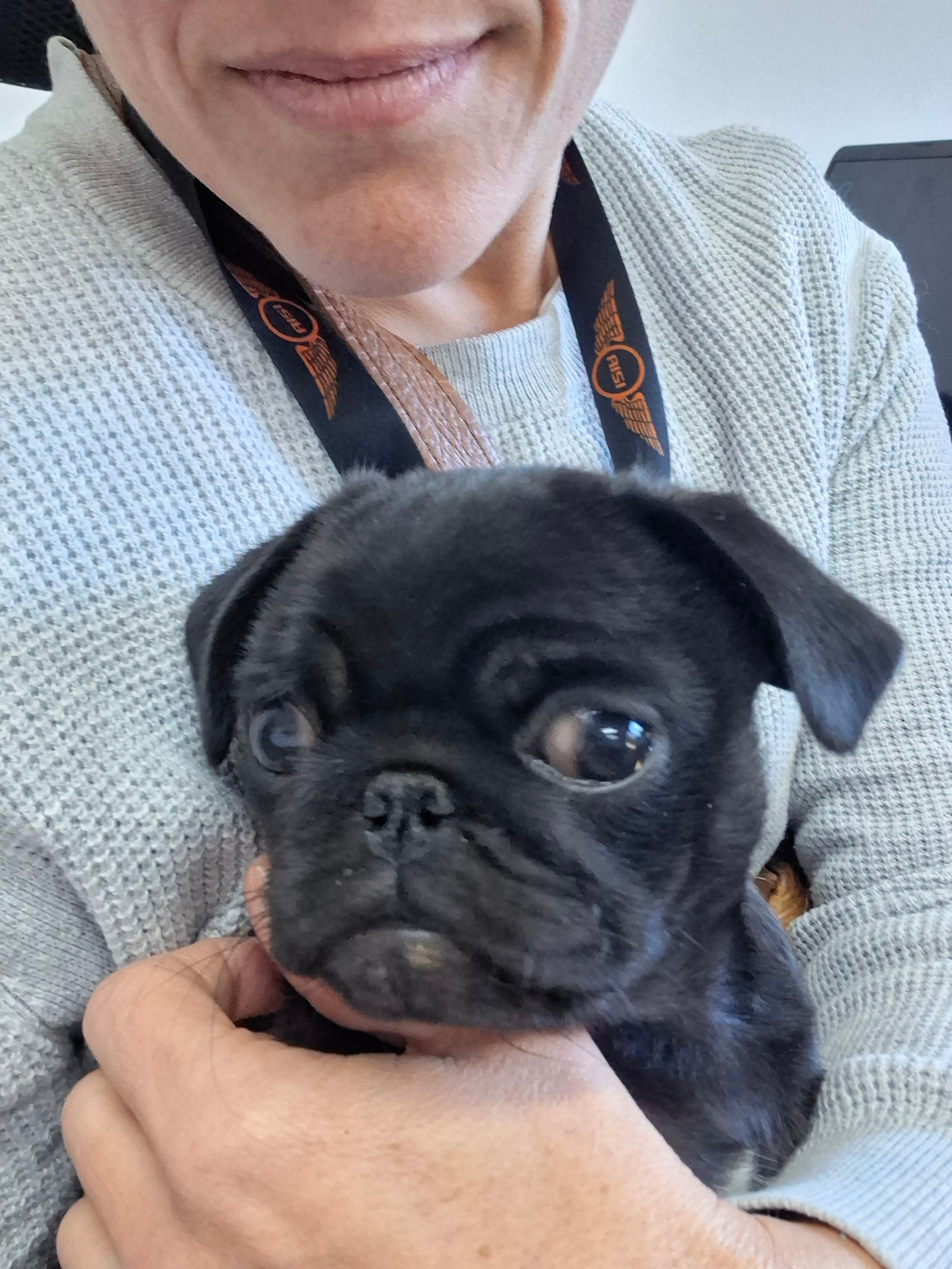 A little pug puppy being cuddled by a Pawfect carer