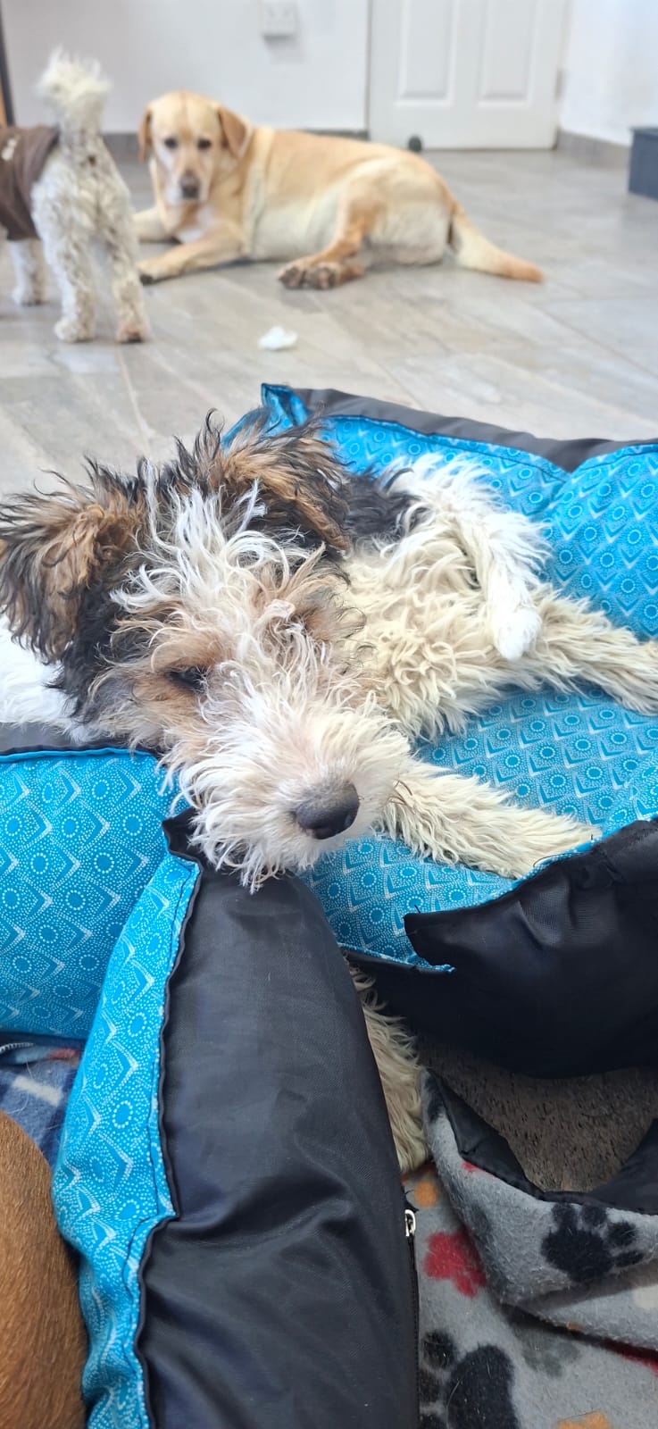 A scruffy puppy resting in a soft bed at Pawfect