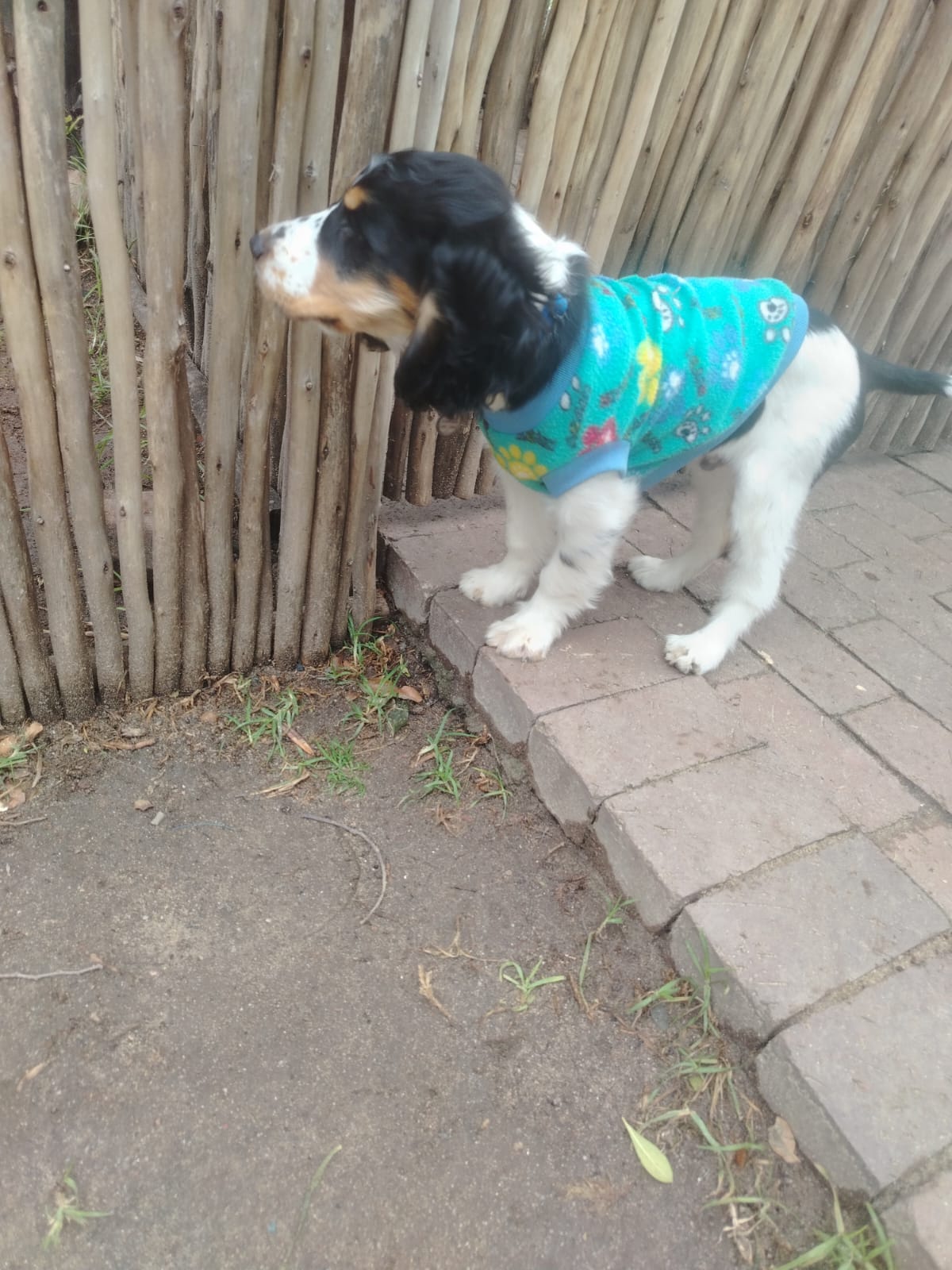 A spaniel puppy exploring the secure Pawfect garden