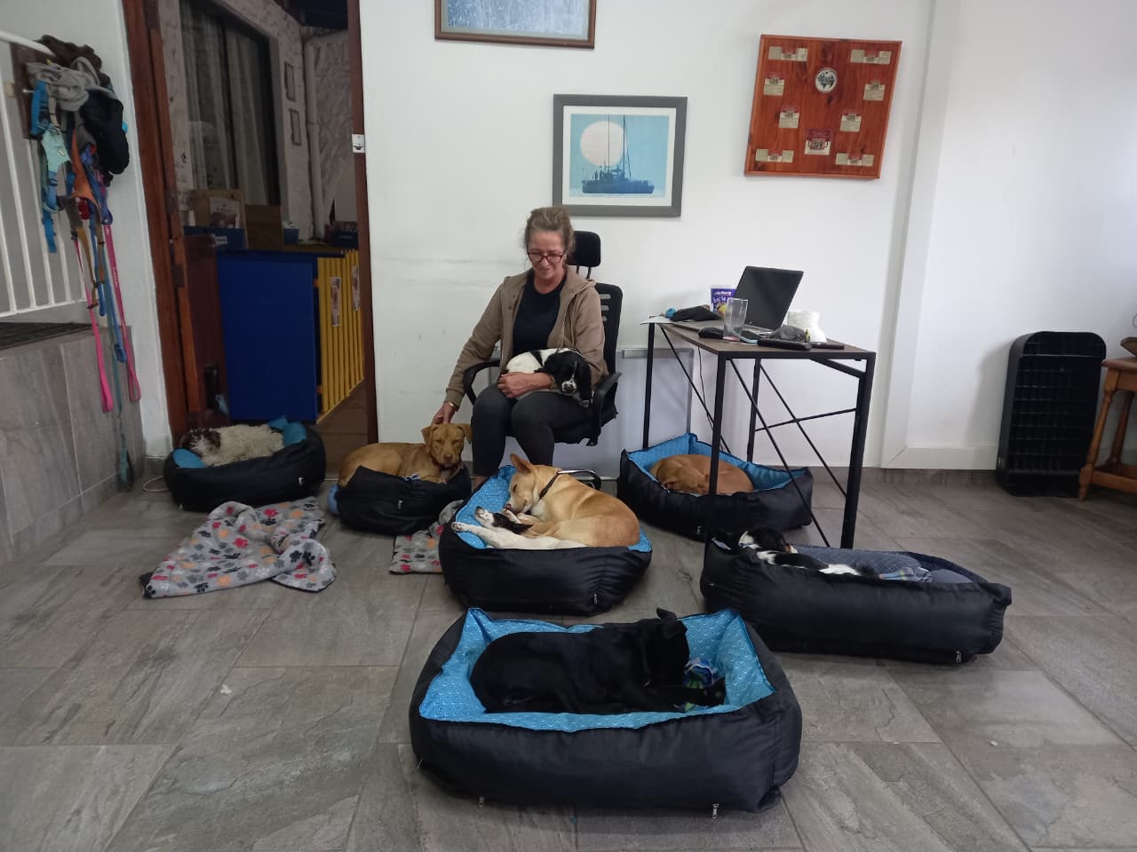 Debbie supervising puppies resting in their individual beds at Pawfect Puppy Preschool