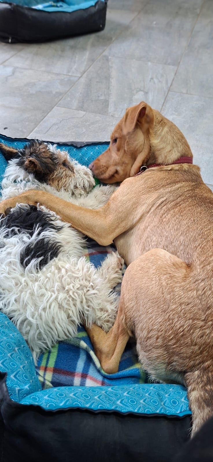 Two puppy friends snuggled up together at Pawfect