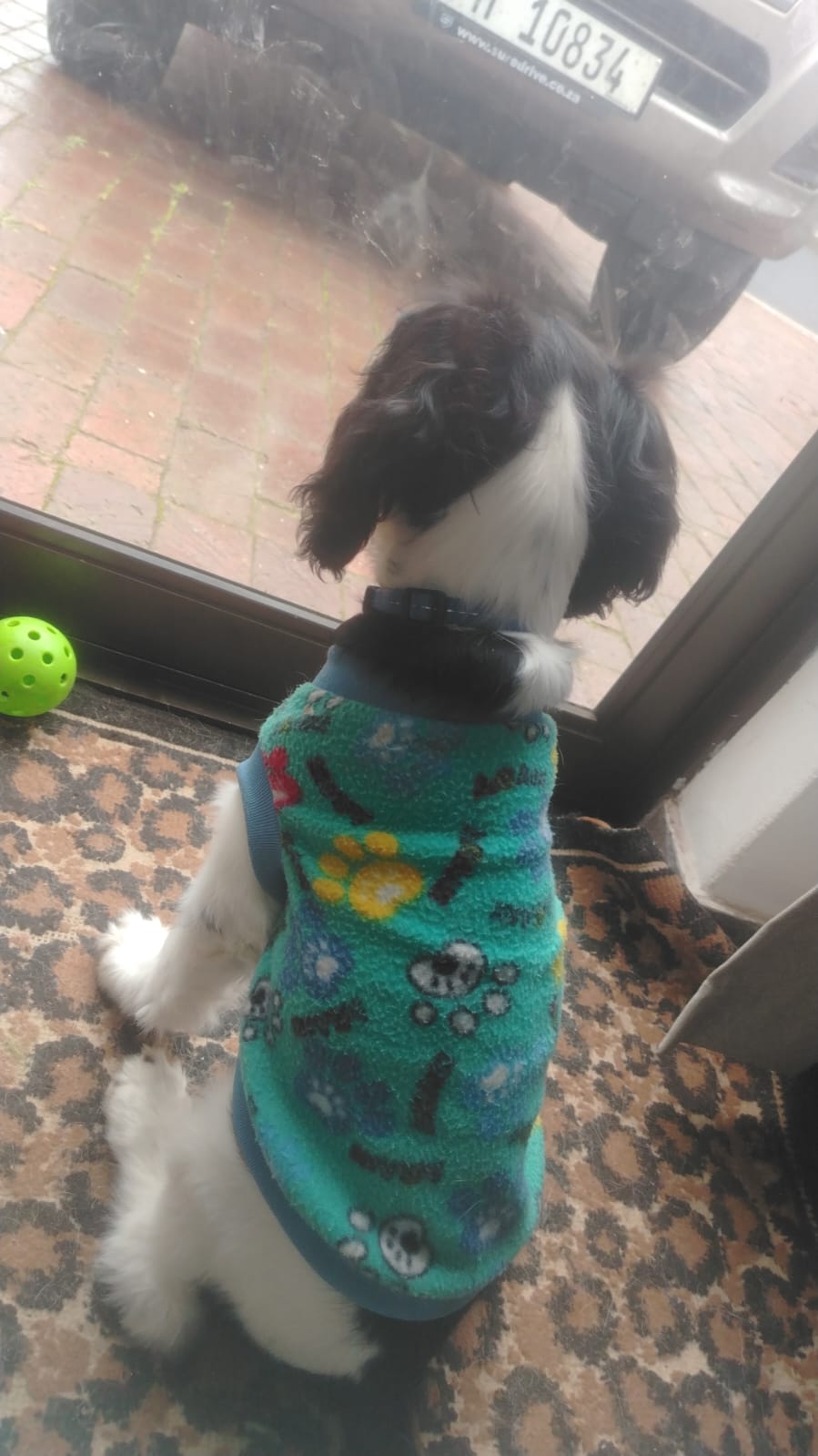 A cosy puppy in a paw-print jersey watching the world go by at the door